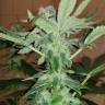 заказ семян конопли CBD Critical Cure feminised Barneys Farm заказ семян конопли CBD Critical Cure feminised Barneys Farm