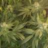 семена конопли наложенным платежом CBD Critical Cure feminised Barneys Farm семена конопли наложенным платежом CBD Critical Cure feminised Barneys Farm