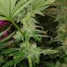 где заказать семена конопли CBD Critical Cure feminised Barneys Farm где заказать семена конопли CBD Critical Cure feminised Barneys Farm