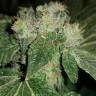 семена конопли почтой CBD Critical Cure feminised Barneys Farm семена конопли почтой CBD Critical Cure feminised Barneys Farm