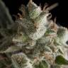 урожайные семена конопли Fresh Candy feminised Pyramid Seeds урожайные семена конопли Fresh Candy feminised Pyramid Seeds