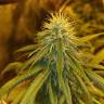 семена индийской конопли Cream Mandarine F1 Fast Version feminised Sweet Seeds семена индийской конопли Cream Mandarine F1 Fast Version feminised Sweet Seeds