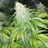 заказ семян конопли Москва Cream Mandarine F1 Fast Version feminised Sweet Seeds заказ семян конопли Москва Cream Mandarine F1 Fast Version feminised Sweet Seeds