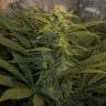 заказ семян конопли Спб Cream Mandarine F1 Fast Version feminised Sweet Seeds заказ семян конопли Спб Cream Mandarine F1 Fast Version feminised Sweet Seeds