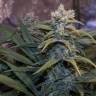 семена конопли Россия Cream Mandarine F1 Fast Version feminised Sweet Seeds семена конопли Россия Cream Mandarine F1 Fast Version feminised Sweet Seeds