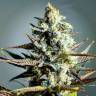 Семена конопли Critical Kush feminised Ganja Seeds Семена конопли Critical Kush feminised Ganja Seeds