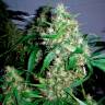 Семена каннабиса Critical Kush feminised Ganja Seeds Семена каннабиса Critical Kush feminised Ganja Seeds