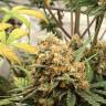семена конопли в интернете Auto Big Bud feminised Ganja Live Seeds семена конопли в интернете Auto Big Bud feminised Ganja Live Seeds
