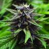семена конопли Москва Auto Purple Kush feminised семена конопли Москва Auto Purple Kush feminised