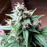семена конопли для курения Bubba Kush feminised семена конопли для курения Bubba Kush feminised