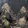 семена конопли для выращивания Bubba Kush feminised семена конопли для выращивания Bubba Kush feminised