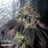 семена конопли марихуаны Bubba Kush feminised семена конопли марихуаны Bubba Kush feminised