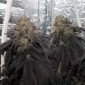 семена конопли элитных сортов Bubba Kush feminised семена конопли элитных сортов Bubba Kush feminised