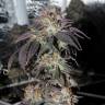 семена конопли аутдор Bubba Kush feminised семена конопли аутдор Bubba Kush feminised
