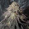 семена конопли в интернете Bubba Kush feminised семена конопли в интернете Bubba Kush feminised