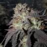 семена конопли скороспелый купить Bubba Kush feminised семена конопли скороспелый купить Bubba Kush feminised