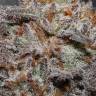 семена конопли гидропоники Bubba Kush feminised семена конопли гидропоники Bubba Kush feminised