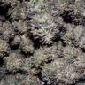 семена конопли дешево Bubba Kush feminised семена конопли дешево Bubba Kush feminised