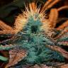 заказать на сайте семена конопли Afghan Hash Plant regular Barneys Farm заказать на сайте семена конопли Afghan Hash Plant regular Barneys Farm