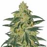 где можно заказать семена конопли Afghan Hash Plant regular Barneys Farm где можно заказать семена конопли Afghan Hash Plant regular Barneys Farm