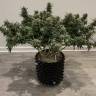 заказ семян конопли Galaxy feminised Pyramid Seeds заказ семян конопли Galaxy feminised Pyramid Seeds