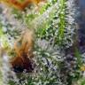 семена конопли для посадки купить Crystal Candy F1 Fast Version feminised Sweet Seeds семена конопли для посадки купить Crystal Candy F1 Fast Version feminised Sweet Seeds