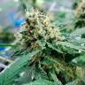 Качественные семена конопли Auto Jack 47 feminised Ganja Seeds Качественные семена конопли Auto Jack 47 feminised Ganja Seeds