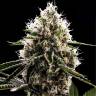 Семена конопли Do-Si-Dos feminised Ganja Seeds Семена конопли Do-Si-Dos feminised Ganja Seeds