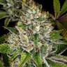 Семена каннабиса Do-Si-Dos feminised Ganja Seeds Семена каннабиса Do-Si-Dos feminised Ganja Seeds
