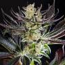 Купить семена Do-Si-Dos feminised Ganja Seeds Купить семена Do-Si-Dos feminised Ganja Seeds