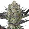 Заказать семена конопли Do-Si-Dos feminised Ganja Seeds Заказать семена конопли Do-Si-Dos feminised Ganja Seeds